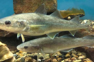 Navaga - što je prednosti ribe? Navaga - što je prednosti ribe?